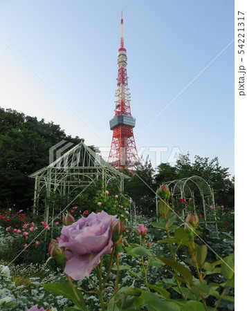 花越しに見える東京タワー 54221317