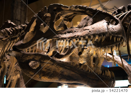 恐竜　化石 54221470