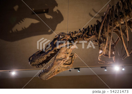 恐竜　化石 54221473