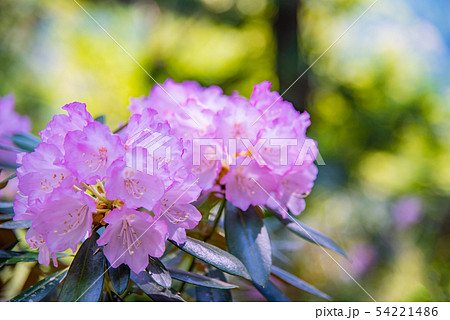奈良県 女人高野 室生寺のピンクのしゃくなげの写真素材