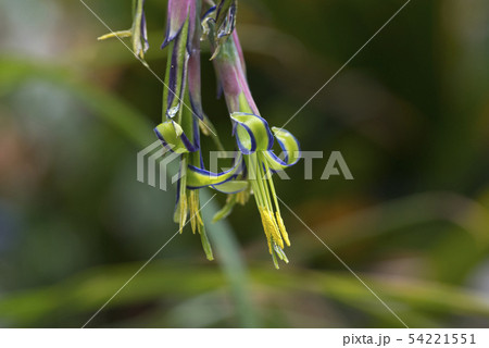 瓔珞筒アナナスの花(アップ) 54221551