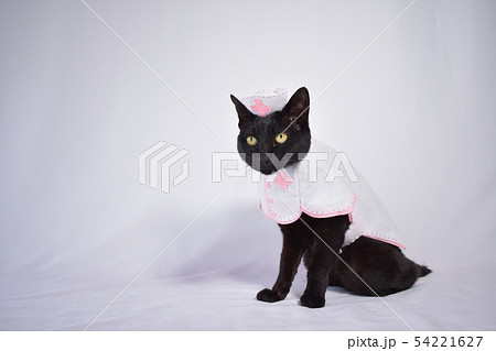 コスプレをしている黒猫の写真（看護師） 54221627