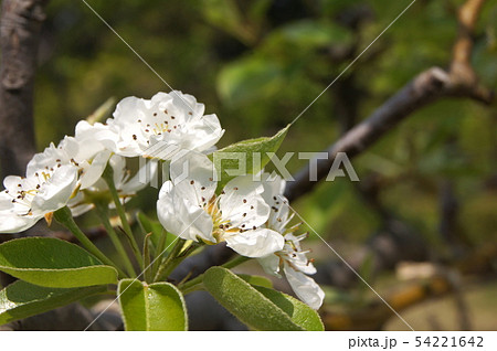 セイヨウナシ ラ フランス の花の写真素材
