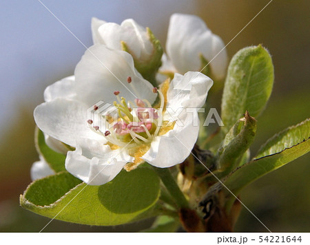 セイヨウナシ(ラ ・フランス)の花 セイヨウナシ(ラ ・フランス)の花 54221644