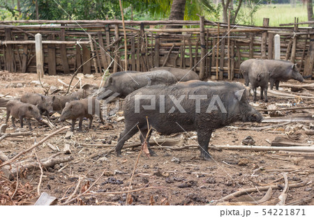 wild boar family on rural farm 54221871