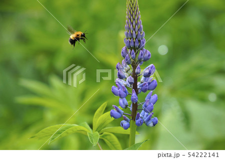 マルハナバチとルピナス 54222141