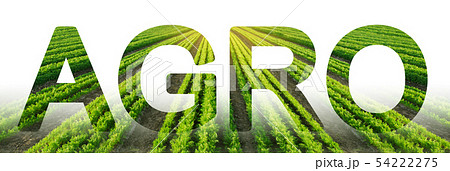 Agro on the background of a Carrot plantation  54222275