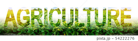 agriculture on the background of a eggplants  54222276