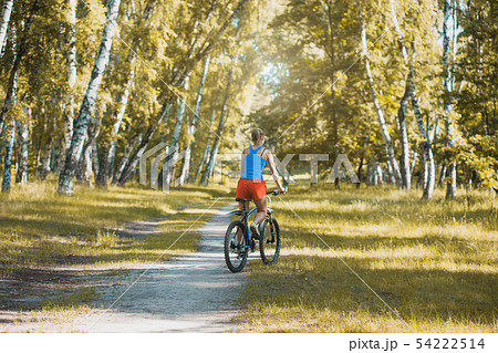cyclist cycling mountain bike on birch forest trail cyclist cycling mountain bike on birch forest trail 54222514