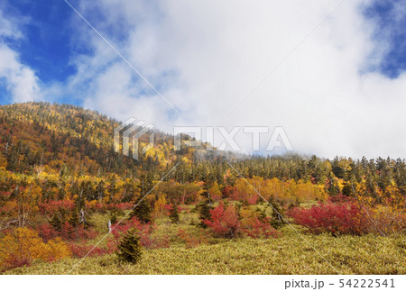 富山県立山弥陀ヶ原 紅葉の弥陀ヶ原 秋の富山観光スポット 富山県立山弥陀ヶ原 紅葉の弥陀ヶ原 秋の富山観光スポット 54222541