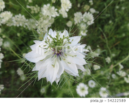 白い花(ニゲラ) 白い花(ニゲラ) 54222589