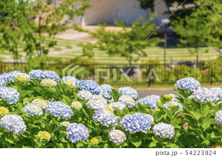 高塔山公園とアジサイ 北九州市若松区 の写真素材
