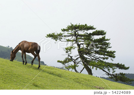 御崎馬 54224089