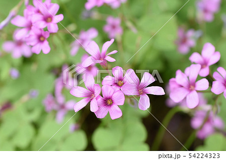 芋カタバミ 54224323