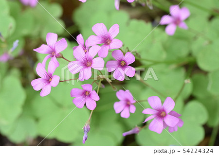 芋カタバミ 54224324