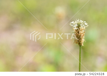雑草 雑草 54224328
