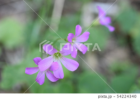 ムラサキカタバミ 54224340