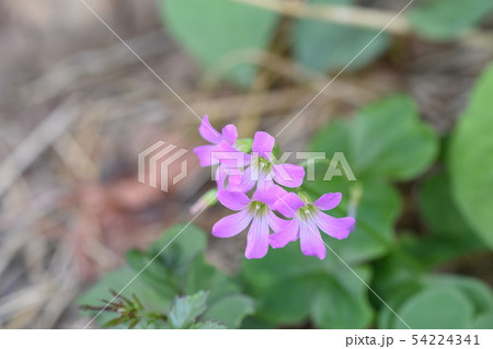 ムラサキカタバミ 54224341