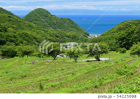松崎町　田植え後の石部の棚田 54225098