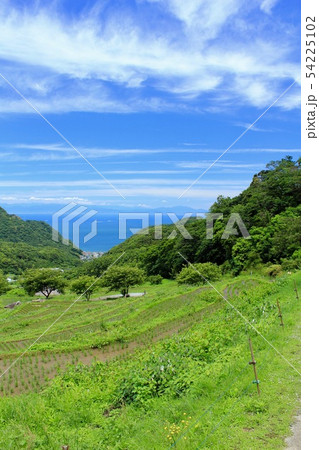 松崎町 田植え後の石部の棚田 松崎町 田植え後の石部の棚田 54225102