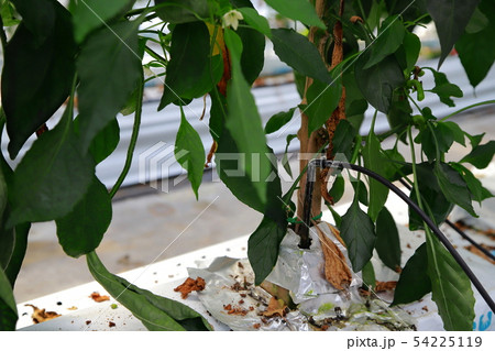 ピーマン ピーマン 54225119