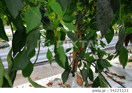 ピーマン 54225121