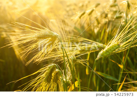 Wheat grows on the field. shot before sunset 54225973
