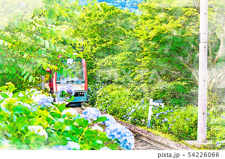 [水彩画風] 箱根登山鉄道とあじさいの風景 54226066