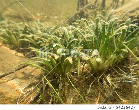 Dense vegetation of water lobelia plant with bottom leaves 54226427