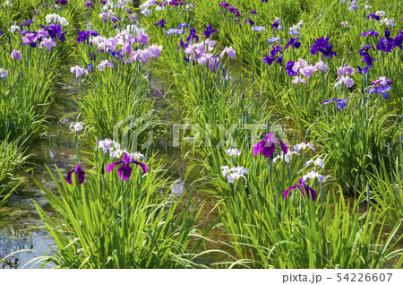 菖蒲が咲くころの北山公園 54226607