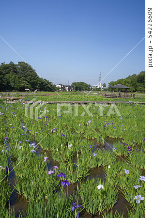 菖蒲が咲くころの北山公園 54226609