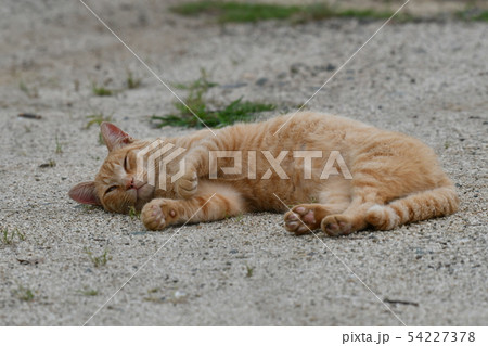猫・野良猫・茶トラ・チャー坊・オス・六月・寛ぐ 54227378