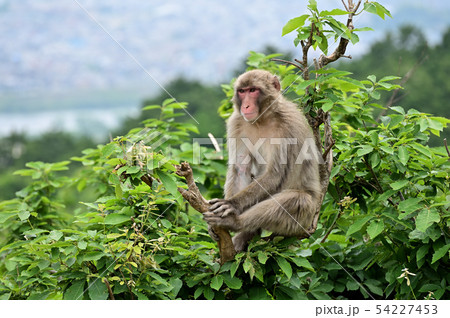 木のてっぺんに座るニホンザル　嵐山モンキーパークいわたやま 54227453