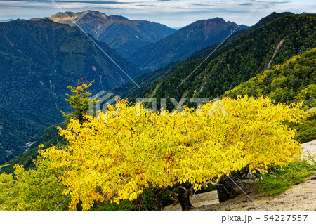 鳳凰三山・砂払岳のダケカンバの黄葉と仙丈ヶ岳 鳳凰三山・砂払岳のダケカンバの黄葉と仙丈ヶ岳 54227557