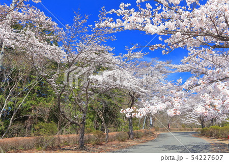 【群馬県】桜山公園の満開の桜 54227607