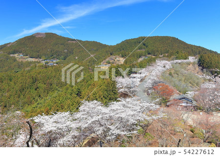 【群馬県】桜山公園の満開の桜 【群馬県】桜山公園の満開の桜 54227612