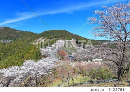 【群馬県】桜山公園の満開の桜 54227614
