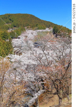 【群馬県】桜山公園の満開の桜 54227616