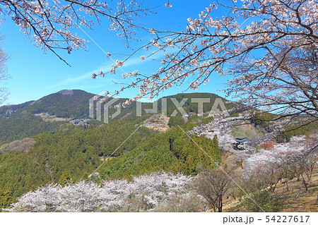 【群馬県】桜山公園の満開の桜 【群馬県】桜山公園の満開の桜 54227617