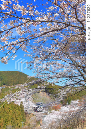 【群馬県】桜山公園の満開の桜 54227620