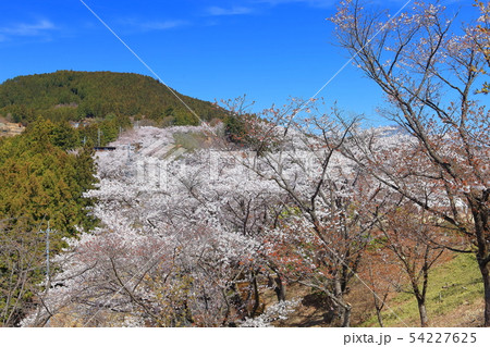 【群馬県】桜山公園の満開の桜 【群馬県】桜山公園の満開の桜 54227625