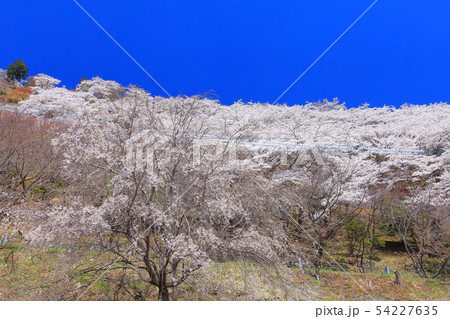 【群馬県】桜山公園の満開の桜 54227635