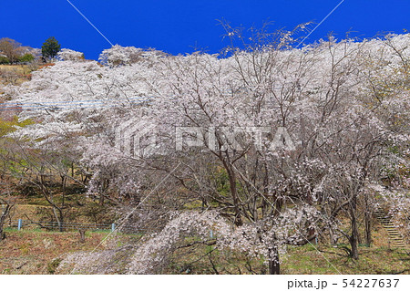 【群馬県】桜山公園の満開の桜 54227637