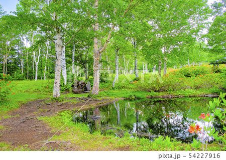 武尊牧場の白樺林と池 54227916