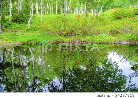 池に映る白樺林 54227919