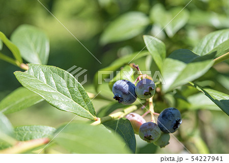 【ブルーベリー 田園プラザ】 【ブルーベリー 田園プラザ】 54227941