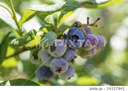【ブルーベリー　田園プラザ】 54227942