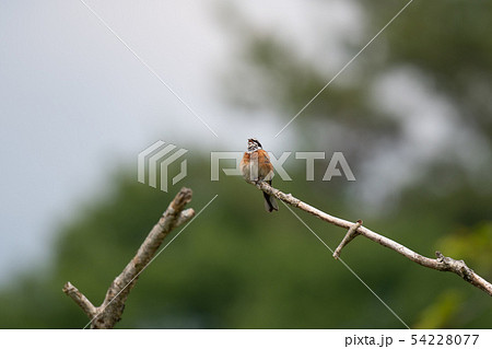 枝先で囀るホオジロ01 54228077