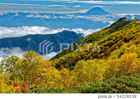 南アルプス・鳳凰山のダケカンバの黄葉と富士山 54228239