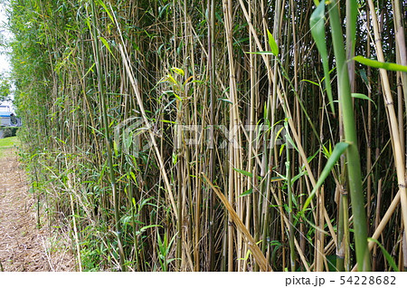 女竹の群生 54228682
